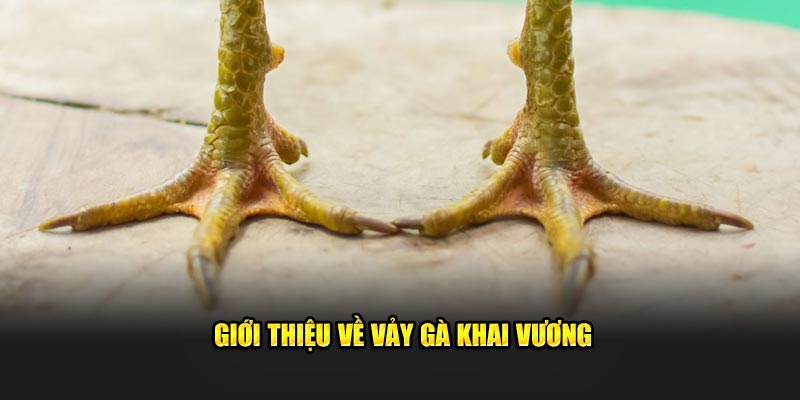 Giới thiệu điều cần biết về vảy gà Khai Vương